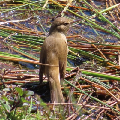 Acrocephalus australis (Australian Reed-Warbler) at Jerrabomberra Wetlands - 11 Oct 2023 by MatthewFrawley