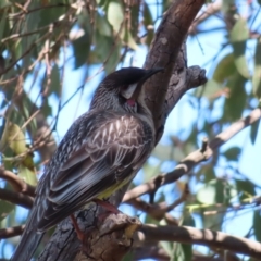 Anthochaera carunculata (Red Wattlebird) at Jerrabomberra Wetlands - 11 Oct 2023 by MatthewFrawley