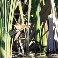 Acrocephalus australis (Australian Reed-Warbler) at Jerrabomberra Wetlands - 11 Oct 2023 by JimL