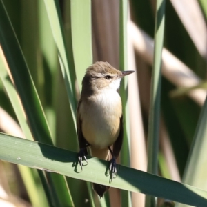 Acrocephalus australis at Fyshwick, ACT - 11 Oct 2023