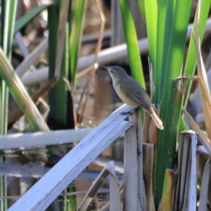 Acrocephalus australis at Fyshwick, ACT - 11 Oct 2023