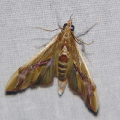 Agathodes ostentalis (Coral Tree Moth) at Sheldon, QLD - 14 Sep 2007 by PJH123