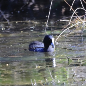 Fulica atra at Fyshwick, ACT - 11 Oct 2023