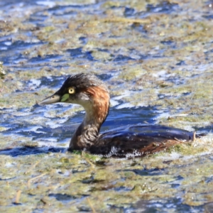 Tachybaptus novaehollandiae at Fyshwick, ACT - 11 Oct 2023