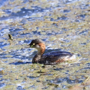 Tachybaptus novaehollandiae at Fyshwick, ACT - 11 Oct 2023