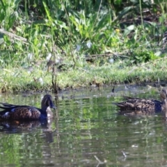 Spatula rhynchotis (Australasian Shoveler) at Fyshwick, ACT - 11 Oct 2023 by JimL