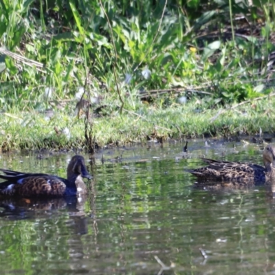 Spatula rhynchotis (Australasian Shoveler) at Jerrabomberra Wetlands - 11 Oct 2023 by JimL