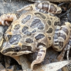 Limnodynastes tasmaniensis (Spotted Grass Frog) at Fentons Creek, VIC - 10 Oct 2023 by KL