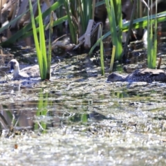 Anas gracilis (Grey Teal) at Fyshwick, ACT - 11 Oct 2023 by JimL