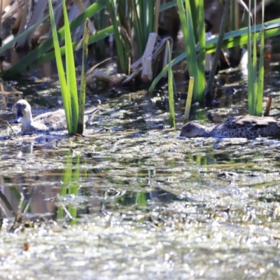 Anas gracilis (Grey Teal) at Fyshwick, ACT - 11 Oct 2023 by JimL