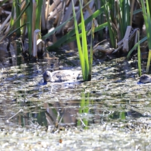 Anas gracilis at Fyshwick, ACT - 11 Oct 2023 03:42 PM