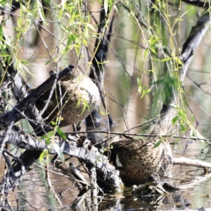 Anas gracilis at Fyshwick, ACT - 11 Oct 2023 03:42 PM