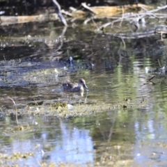 Anas gracilis at Fyshwick, ACT - 11 Oct 2023 03:42 PM