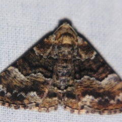 Aporoctena scierodes (Buff-tinted Geometrid) at Sheldon, QLD - 14 Sep 2007 by PJH123