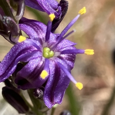 Caesia calliantha (Blue Grass-lily) at Fentons Creek, VIC - 11 Oct 2023 by KL