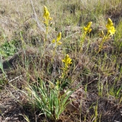 Bulbine bulbosa (Golden Lily) at Latham, ACT - 9 Oct 2023 by JBrickhill