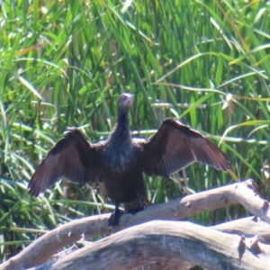 Phalacrocorax sulcirostris at Fyshwick, ACT - 11 Oct 2023 01:04 PM