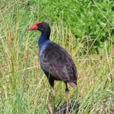 Porphyrio melanotus (Australasian Swamphen) at Jerrabomberra Wetlands - 11 Oct 2023 by MatthewFrawley