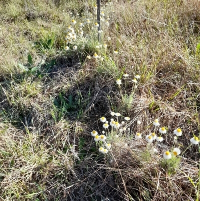 Leucochrysum albicans subsp. tricolor (Hoary Sunray) at Umbagong District Park - 9 Oct 2023 by JBrickhill