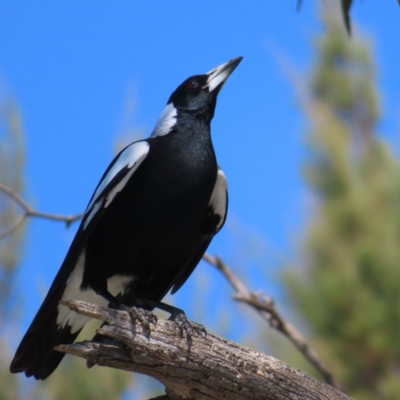 Gymnorhina tibicen (Australian Magpie) at Jerrabomberra Wetlands - 11 Oct 2023 by MatthewFrawley