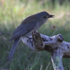 Colluricincla harmonica (Grey Shrikethrush) at Gundaroo, NSW - 11 Oct 2023 by Gunyijan