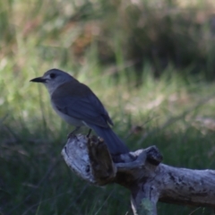 Colluricincla harmonica at Gundaroo, NSW - 11 Oct 2023 02:43 PM