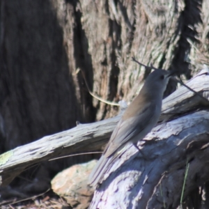 Colluricincla harmonica at Gundaroo, NSW - 11 Oct 2023 02:43 PM