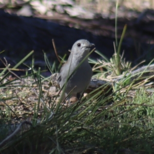 Colluricincla harmonica at Gundaroo, NSW - 11 Oct 2023 02:43 PM