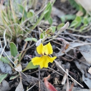 Goodenia hederacea subsp. hederacea at Stromlo, ACT - 11 Oct 2023