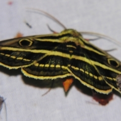 Donuca orbigera (A Noctuid moth (Eribidae)) at Sheldon, QLD - 14 Sep 2007 by PJH123