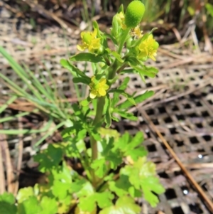 Ranunculus sceleratus at Fyshwick, ACT - 11 Oct 2023