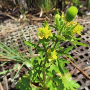 Ranunculus sceleratus at Fyshwick, ACT - 11 Oct 2023