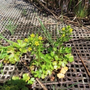 Ranunculus sceleratus at Fyshwick, ACT - 11 Oct 2023