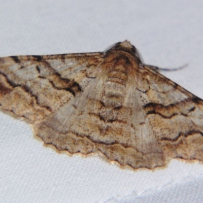 Gastrinodes bitaeniaria (Buff Bark Moth) at Sheldon, QLD - 15 Sep 2007 by PJH123