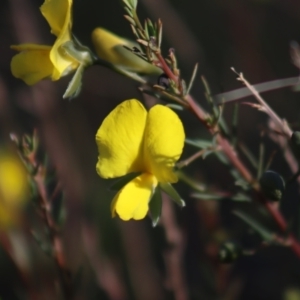 Gompholobium huegelii at Gundaroo, NSW - 11 Oct 2023