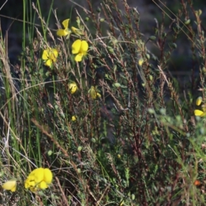 Gompholobium huegelii at Gundaroo, NSW - 11 Oct 2023