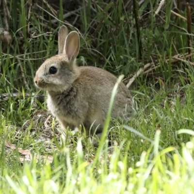 Oryctolagus cuniculus (European Rabbit) at Canberra Central, ACT - 10 Oct 2023 by AlisonMilton