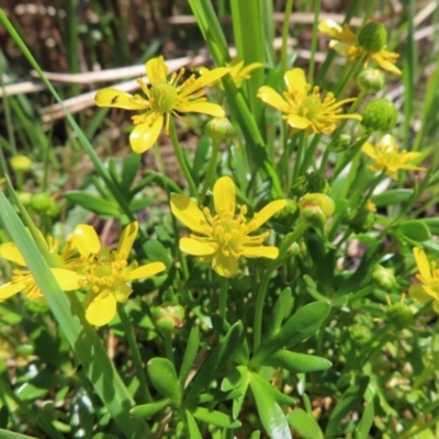 Ranunculus papulentus (Large River Buttercup) at Jerrabomberra Wetlands - 11 Oct 2023 by MatthewFrawley