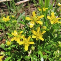 Ranunculus papulentus at Fyshwick, ACT - 11 Oct 2023