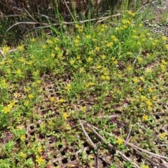 Ranunculus papulentus at Fyshwick, ACT - 11 Oct 2023