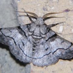 Hypobapta diffundens (Diffundens Grey) at Sheldon, QLD - 14 Sep 2007 by PJH123