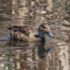 Anas gracilis (Grey Teal) at Jerrabomberra Wetlands - 11 Oct 2023 by MatthewFrawley