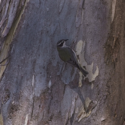 Melithreptus brevirostris (Brown-headed Honeyeater) at Rendezvous Creek, ACT - 11 Oct 2023 by Trevor