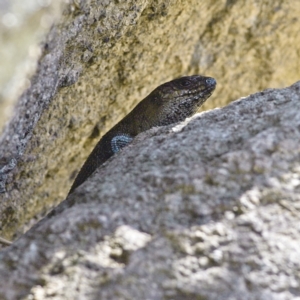 Egernia cunninghami at Rendezvous Creek, ACT - 11 Oct 2023