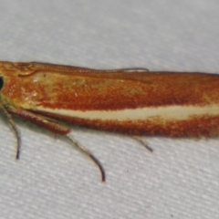 Unplaced eucometis (A Pyralid moth (Phyccitinae)) at Sheldon, QLD - 14 Sep 2007 by PJH123