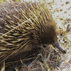 Tachyglossus aculeatus (Short-beaked Echidna) at Acton, ACT - 10 Oct 2023 by AlisonMilton