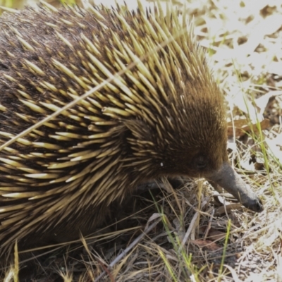 Tachyglossus aculeatus (Short-beaked Echidna) at Acton, ACT - 9 Oct 2023 by AlisonMilton
