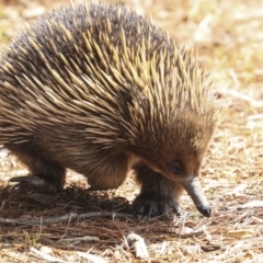 Tachyglossus aculeatus at Acton, ACT - 10 Oct 2023