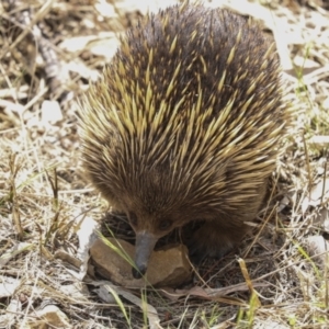 Tachyglossus aculeatus at Acton, ACT - 10 Oct 2023