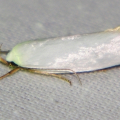 Xylorycta (genus) (A concealer moth) at Sheldon, QLD - 14 Sep 2007 by PJH123